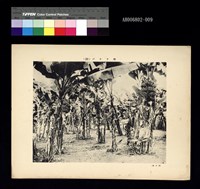 臺灣寫真帖-香蕉田藏品圖，第1張